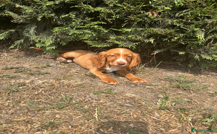 Cocker Spaniel dogs - Advert 3