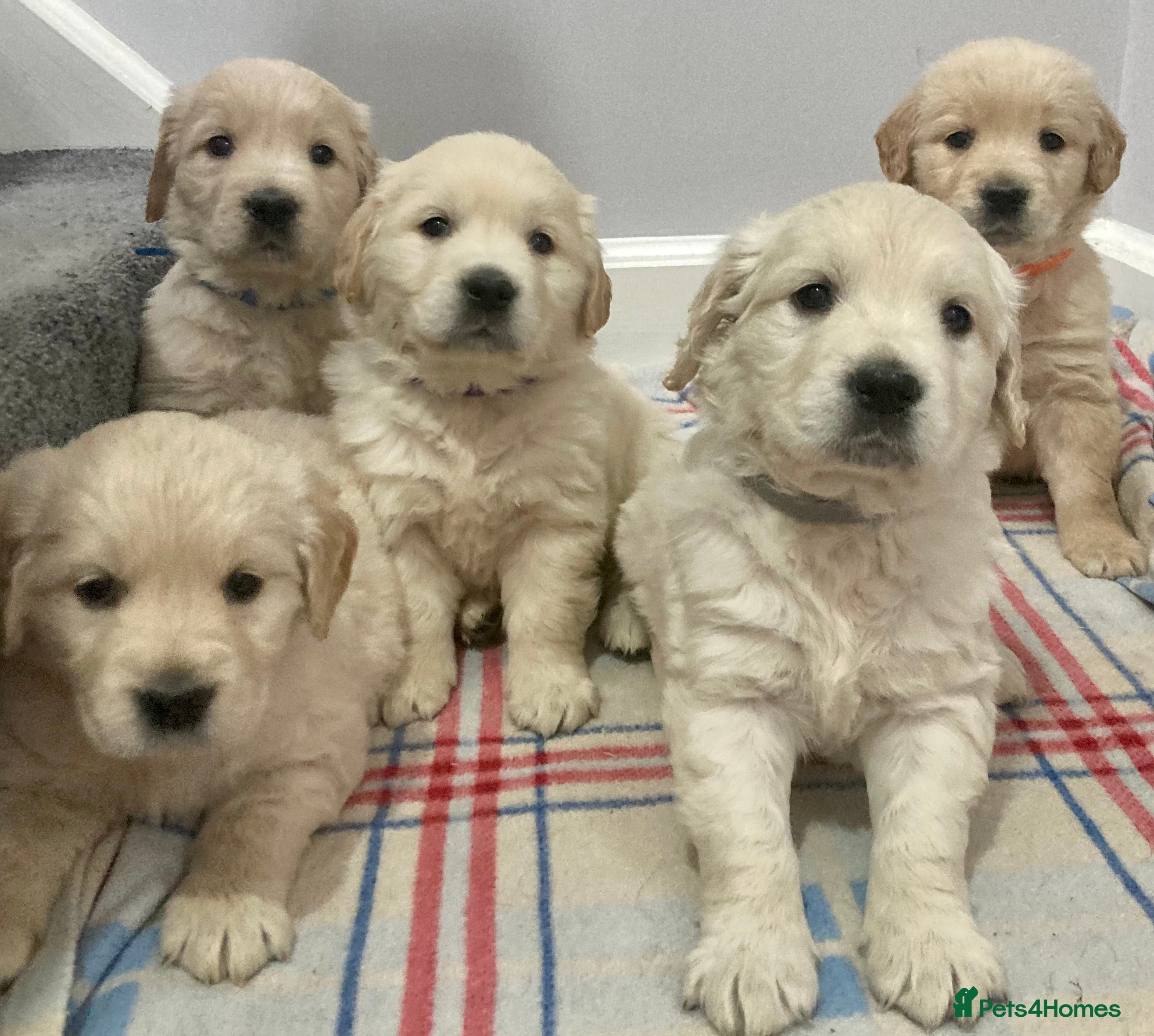 Golden Retriever dogs Gorgeous outstanding kennel club puppies  - Advert 14
