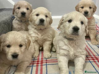 Golden Retriever dogs Gorgeous outstanding kennel club puppies - Advert 2