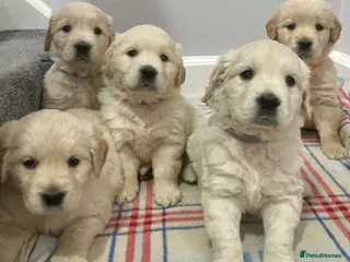 Golden Retriever dogs Gorgeous outstanding kennel club puppies - Advert 1