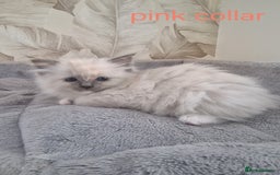 Ragdoll cats for sale: Ready to collect-Blue Point Kittens-Vaccinated - Image 24