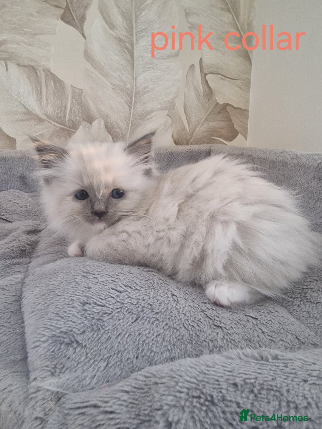Ragdoll cats for sale: Ready to collect-Blue Point Kittens-Vaccinated - Image 24