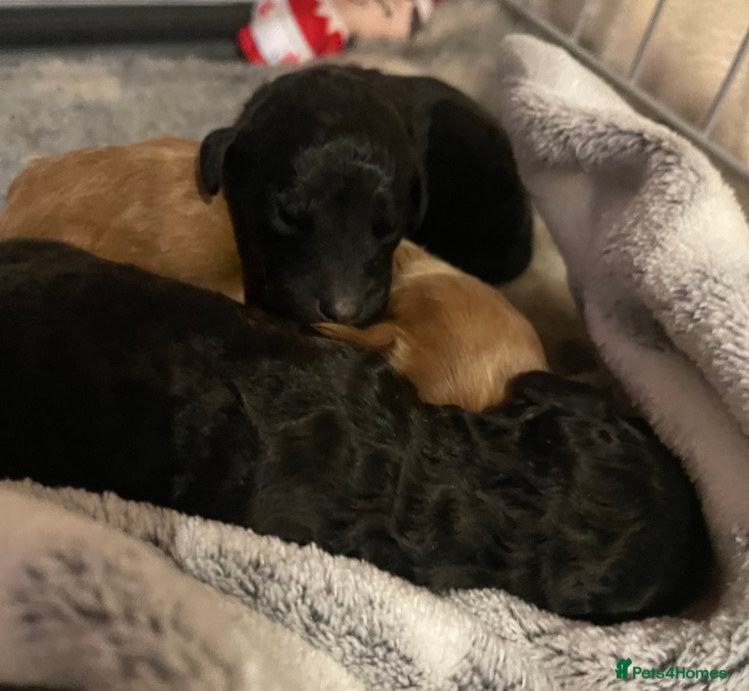 Cockapoo dogs for sale: Adorable Cockapoo Puppies! - Advert 5