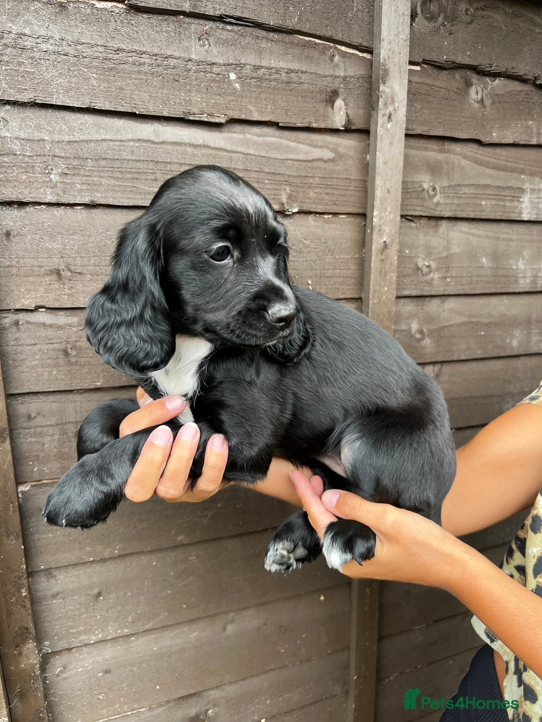 Cocker Spaniel dogs for sale: Cocker spaniel female puppies  - Image 6