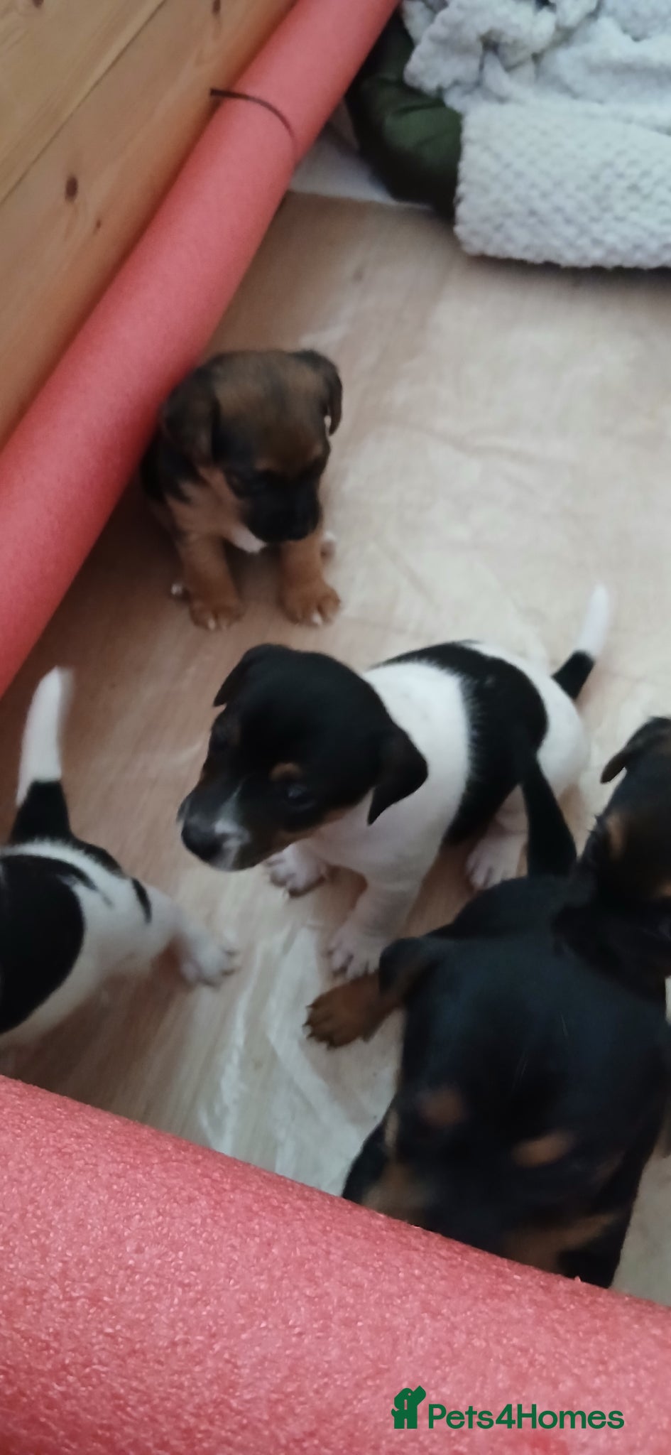 Jack Russell Puppy 4