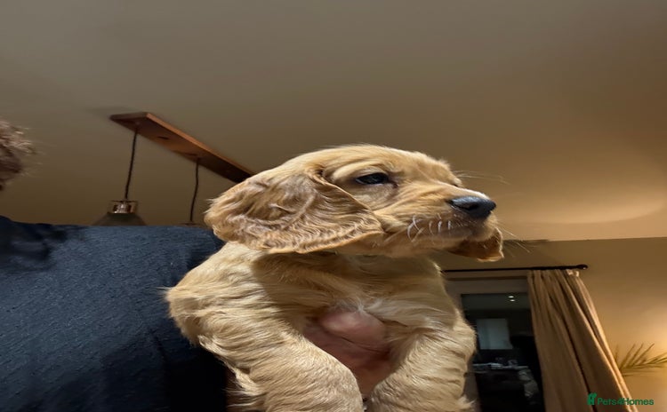 Cocker Spaniel dogs - Advert 1