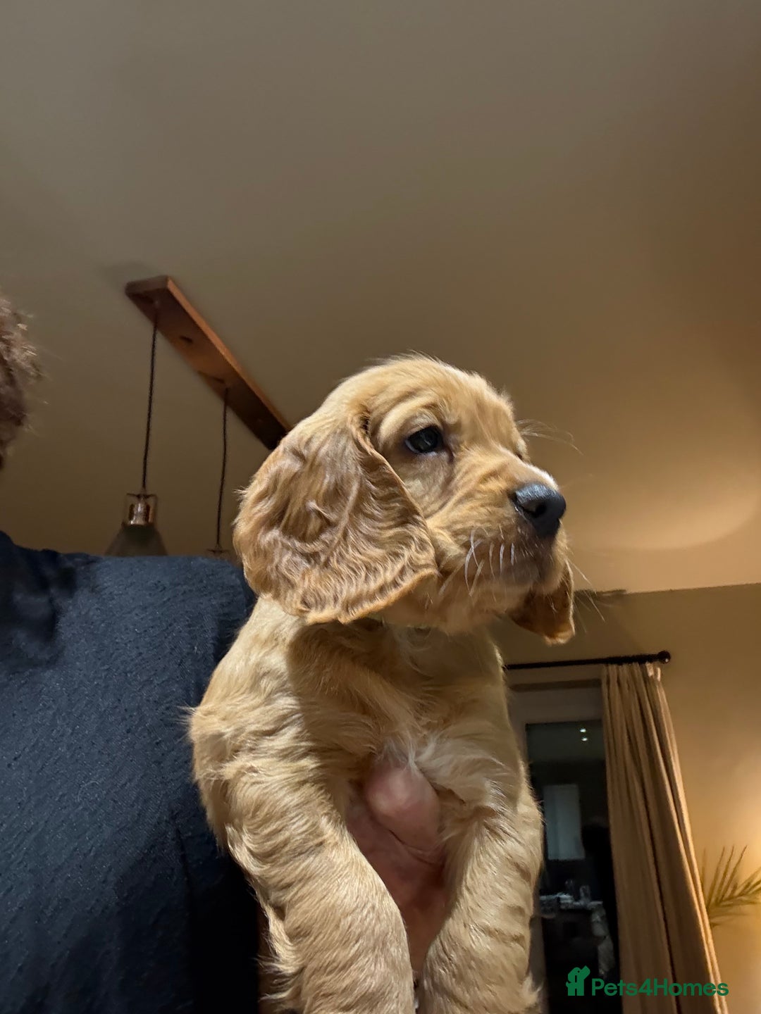 Cocker Spaniel dogs for sale: Pedigree red working cocker - Image 1