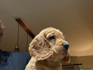 Cocker Spaniel dogs - Advert 18