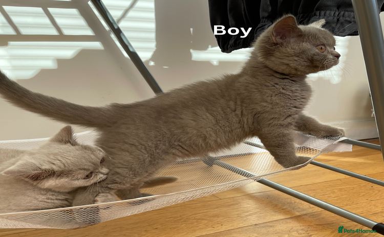 British Shorthair cats British Shorthair, Ready to be rehomed - Advert 8