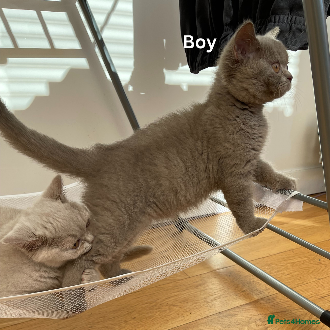 British Shorthair cats for sale: British Shorthair, Ready to be rehomed - Advert 5