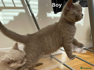 British Shorthair cats British Shorthair, Ready to be rehomed - Advert 5