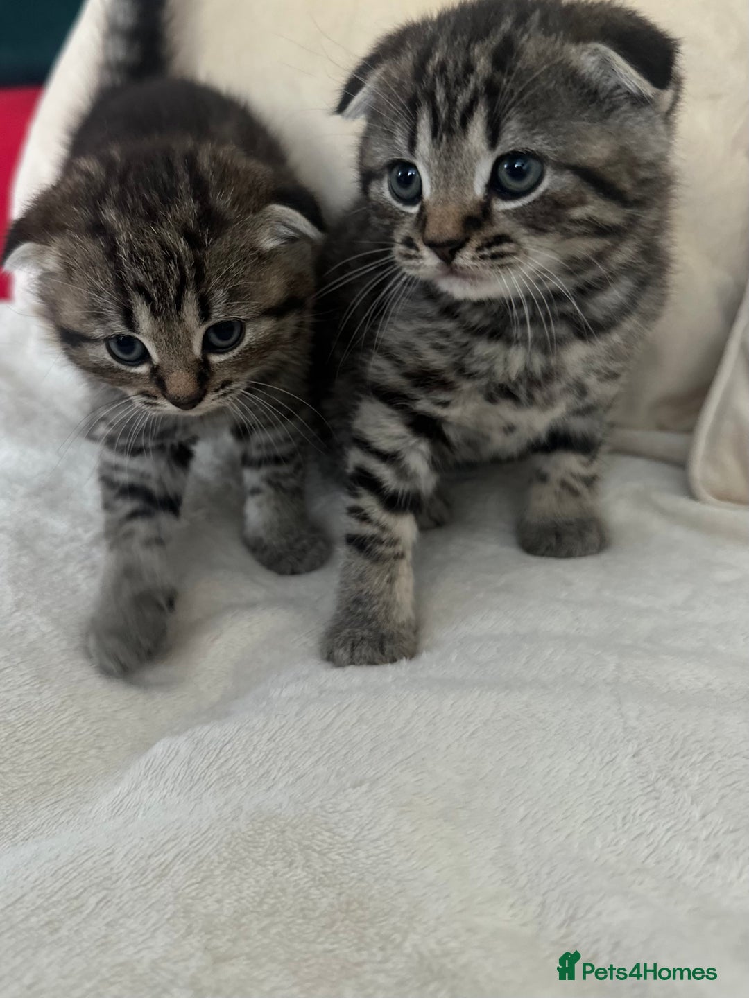 Mixed Breed cats for sale: Scottish fold mixed breed - Image 19