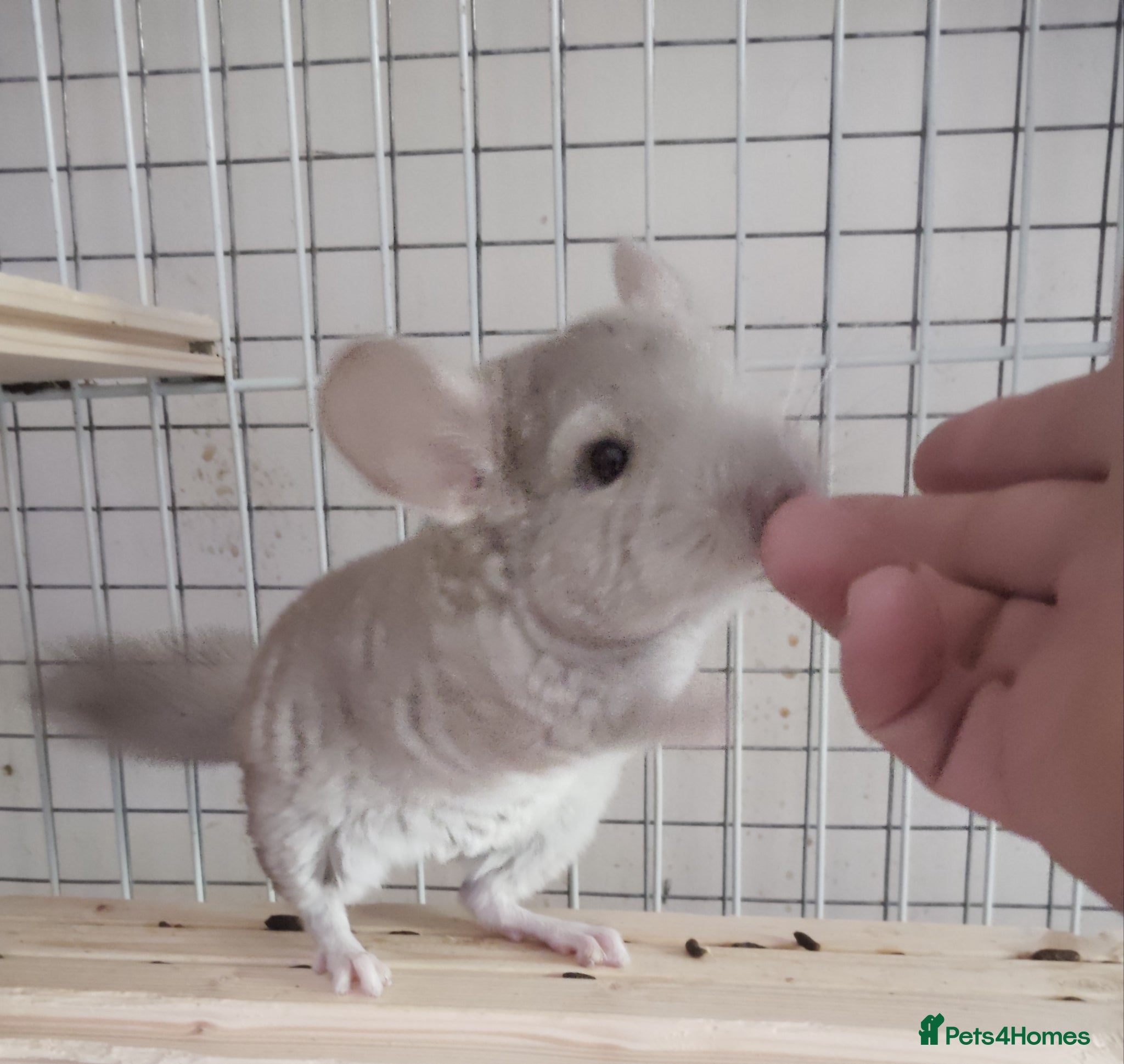 Chinchilla rodents  Friendly Female Chinchilla Kit available  - Advert 2