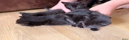 Mixed Breed cats for sale: Mane coon cross kittens  - Advert 9