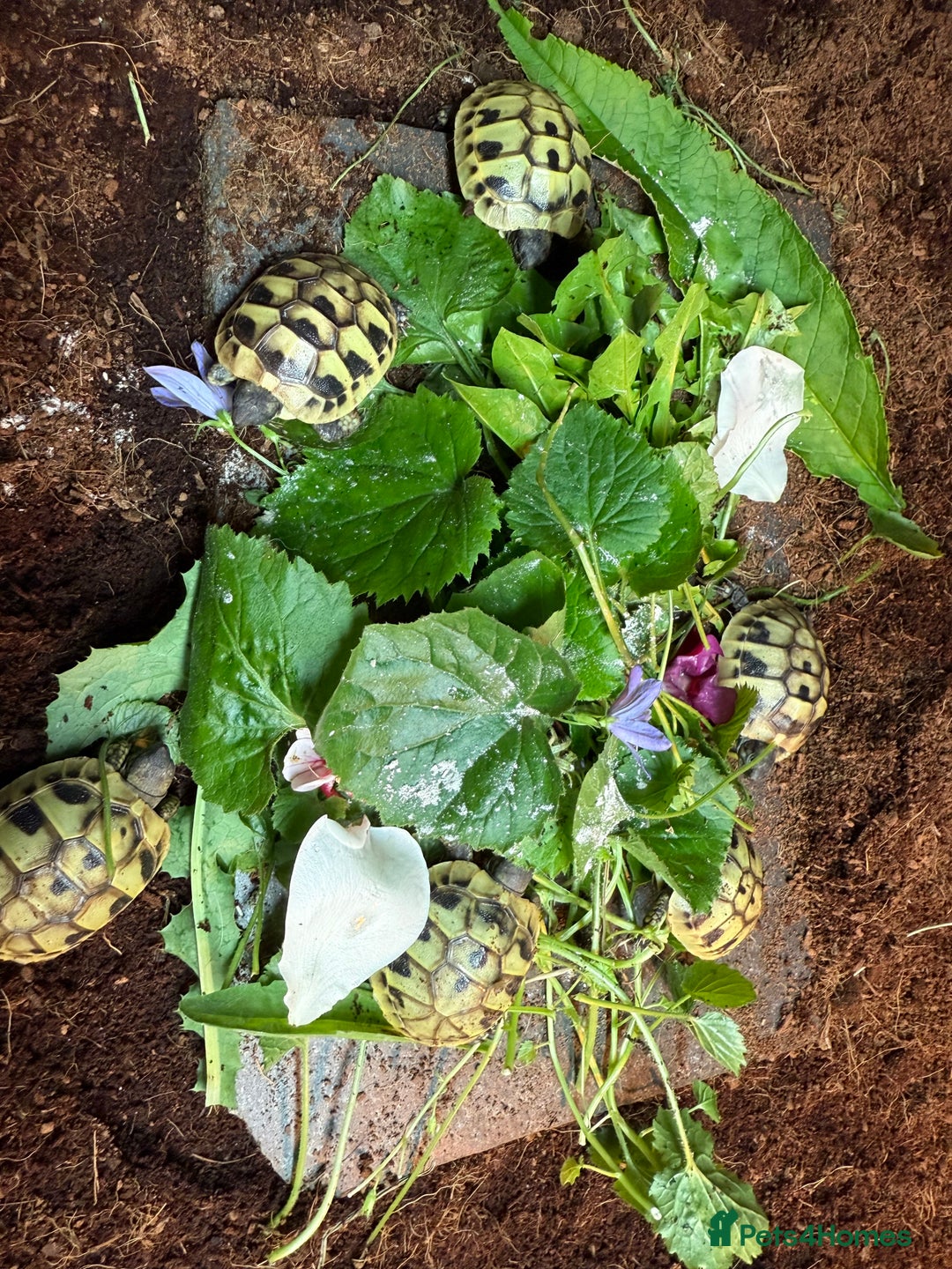 Hermann Tortoise reptiles for sale: Baby hermanns tortoises for sale and setups  - Image 8