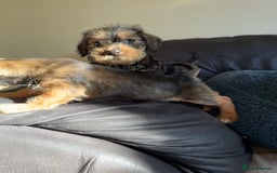 Dachshund dogs for sale: Wire haired dachshund puppies  - Advert 9