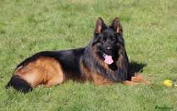 German Shepherd dogs for sale: Stunning German Shepherd Long hair puppies 🥰🔥 - Image 4