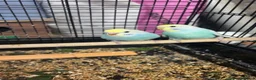 Budgerigars birds for sale: Baby budgies  - Advert 8