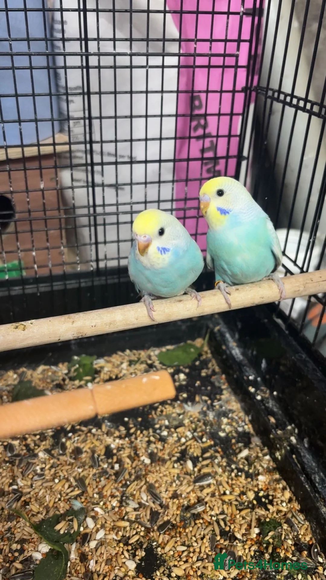Budgerigars birds for sale: Baby budgies  - Advert 8