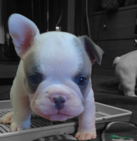 French Bulldog dogs - Advert 8