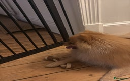 Pomeranian dogs for sale: Gorgeous 13 month Old Orange Pomeranian - Image 3