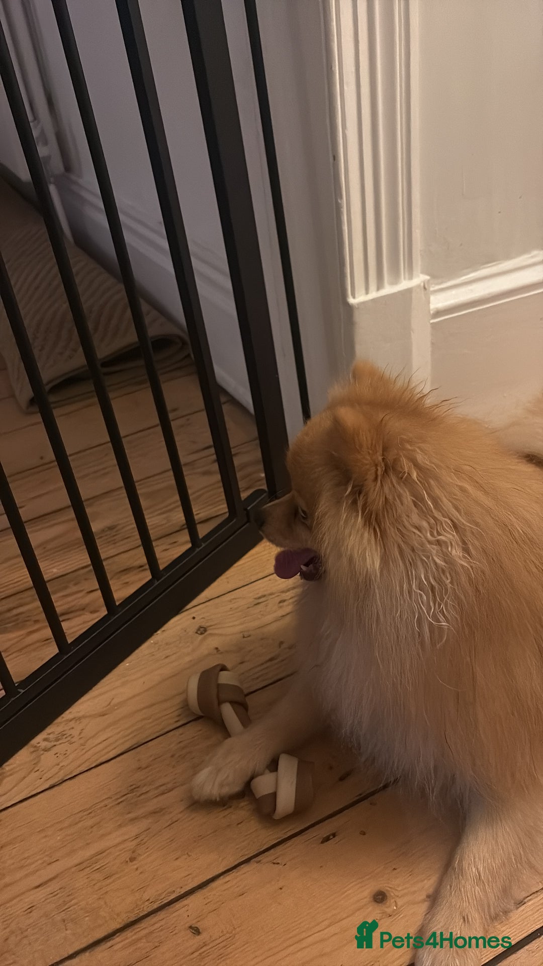 Pomeranian dogs for sale: Gorgeous 13 month Old Orange Pomeranian - Image 3