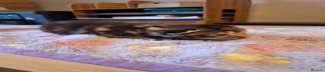 Mixed Breed tabby girl