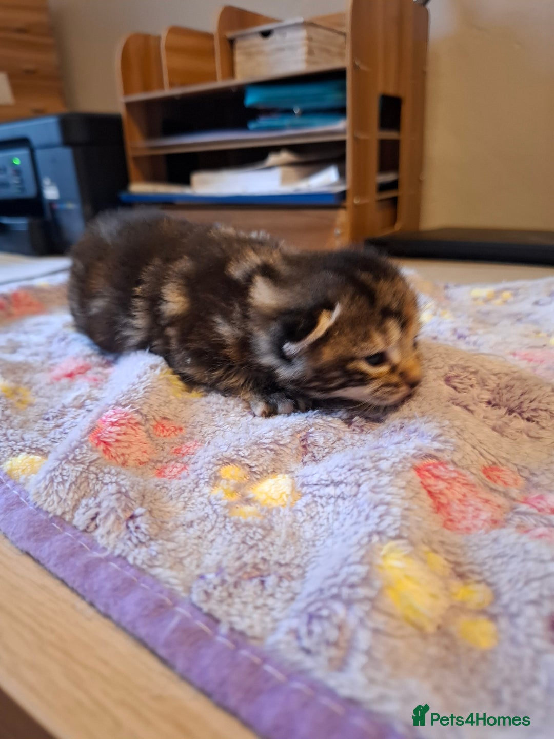 Mixed Breed cats for sale: Beautiful kittens - Advert 10