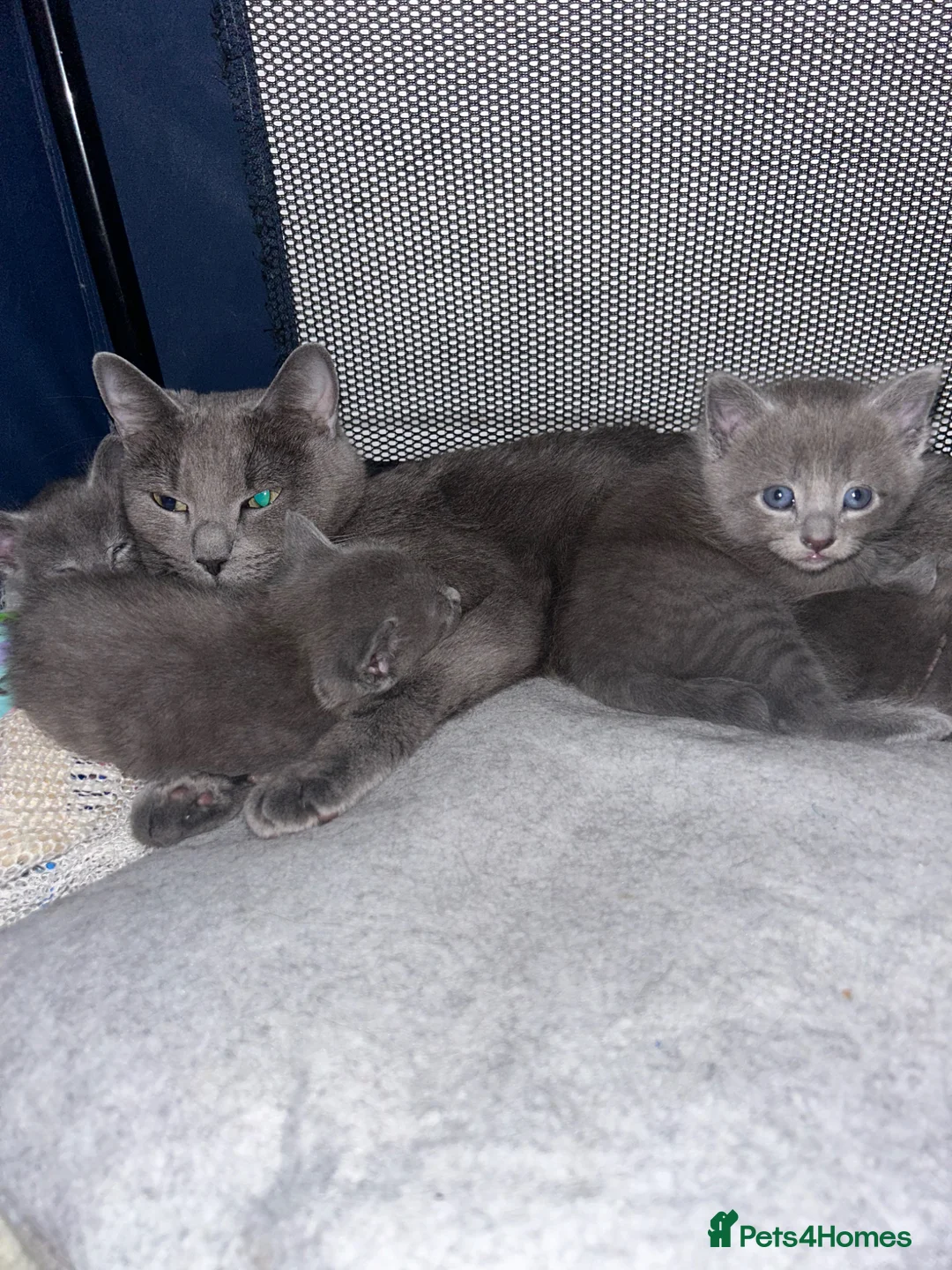 Russian Blue cats for sale: Russian blue x British shorthair  - Advert 2