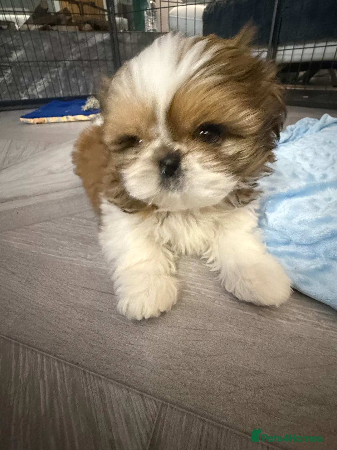 Shih Tzu dogs for sale: Stunning breed standard Shih Tzus  - Advert 8