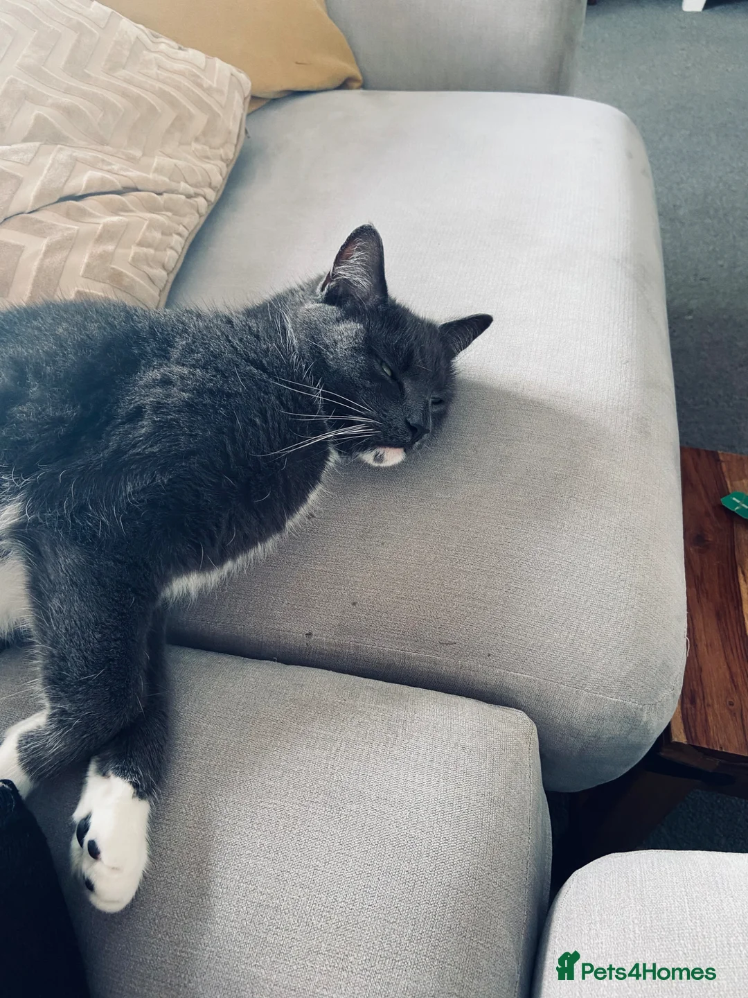 Domestic Shorthair cats for sale: 6yr old Male neutered Cat  in Shrewsbury - Advert 2