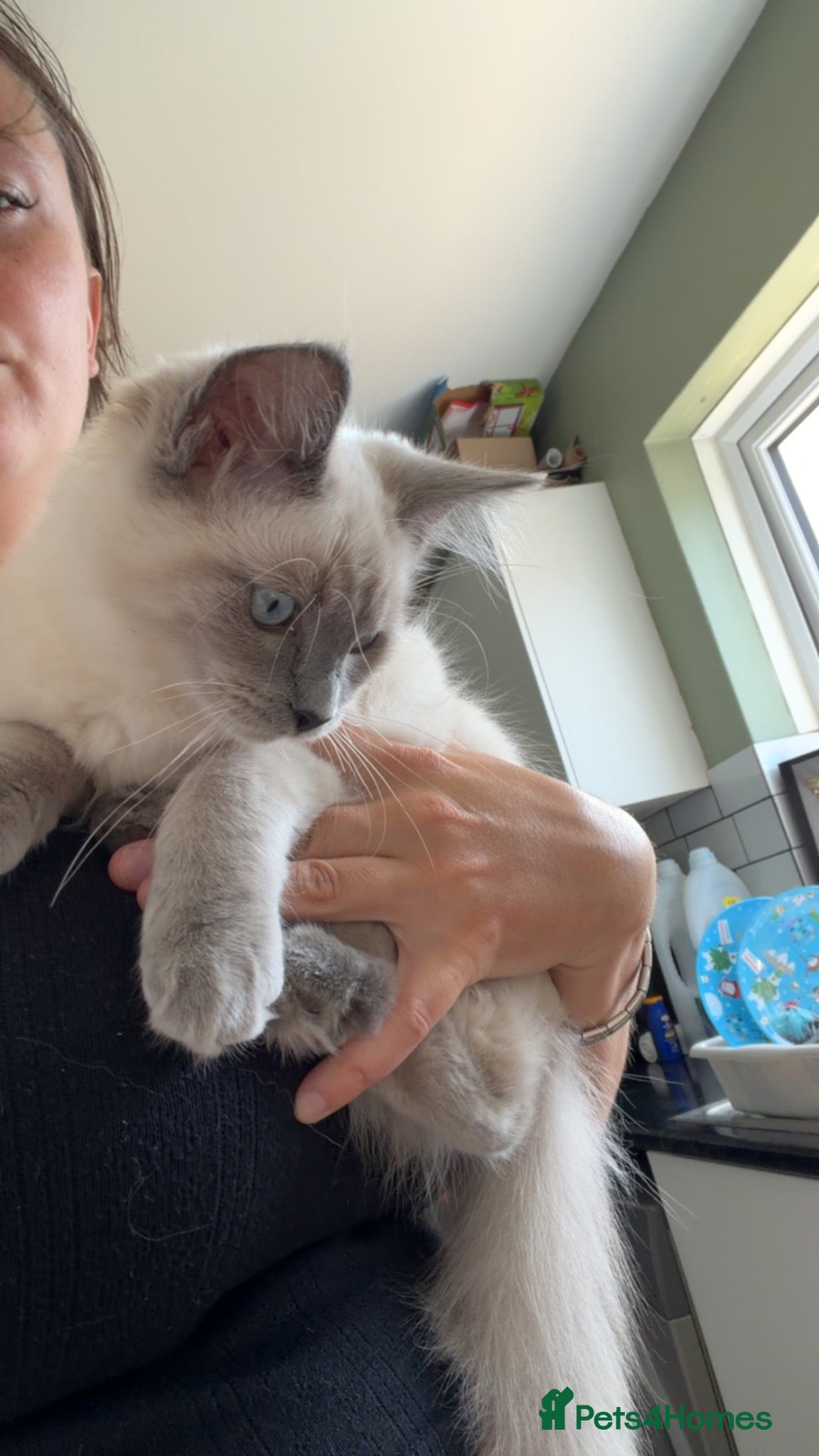 Ragdoll cats Ragdoll for sale - Advert 1