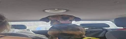 Mixed Breed dogs for adoption: James 1 Year Old Segugio Hound Gentle Sensitive • in Sleaford - Advert 6