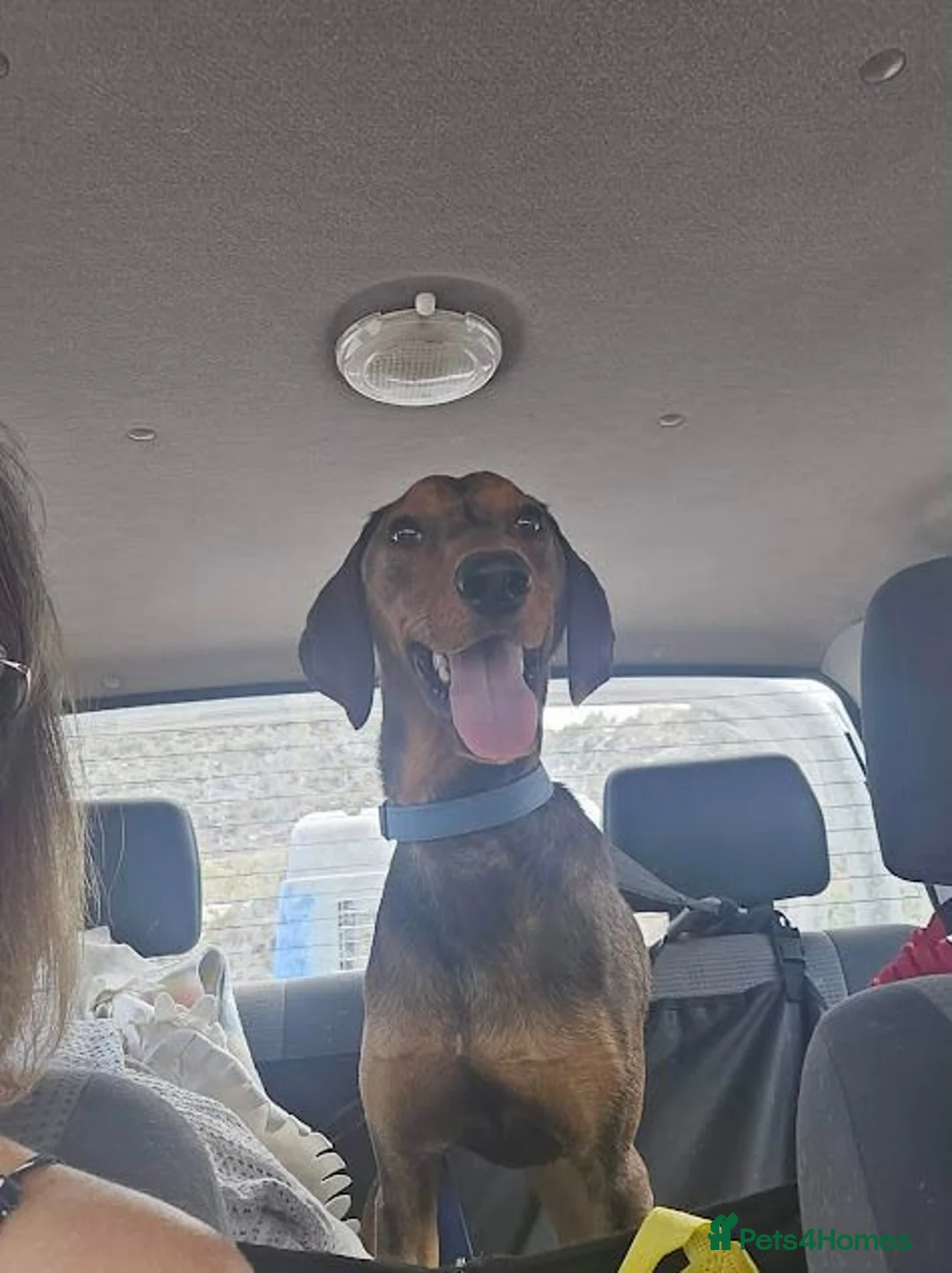 Mixed Breed dogs for adoption: 🐾 Meet James — Jamie to his friends ❤️ - Advert 2