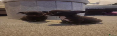 Chihuahua 1
