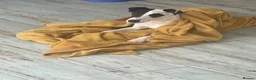 Fox Terrier dogs for sale: Andre  - Advert 6