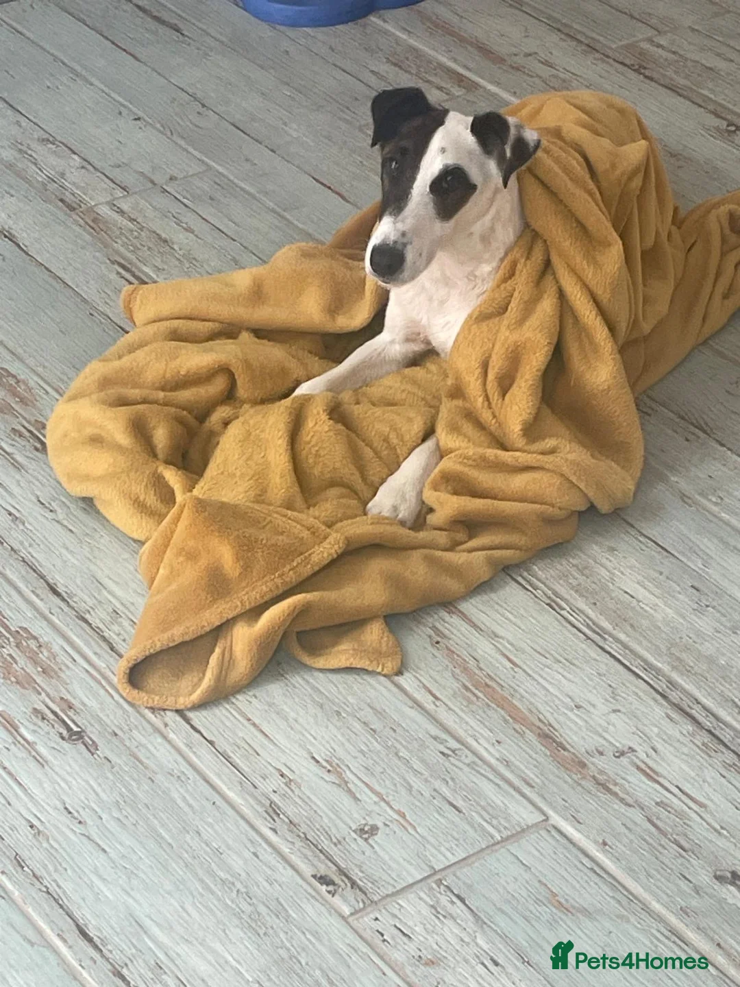 Fox Terrier dogs for sale: Andre  - Advert 6