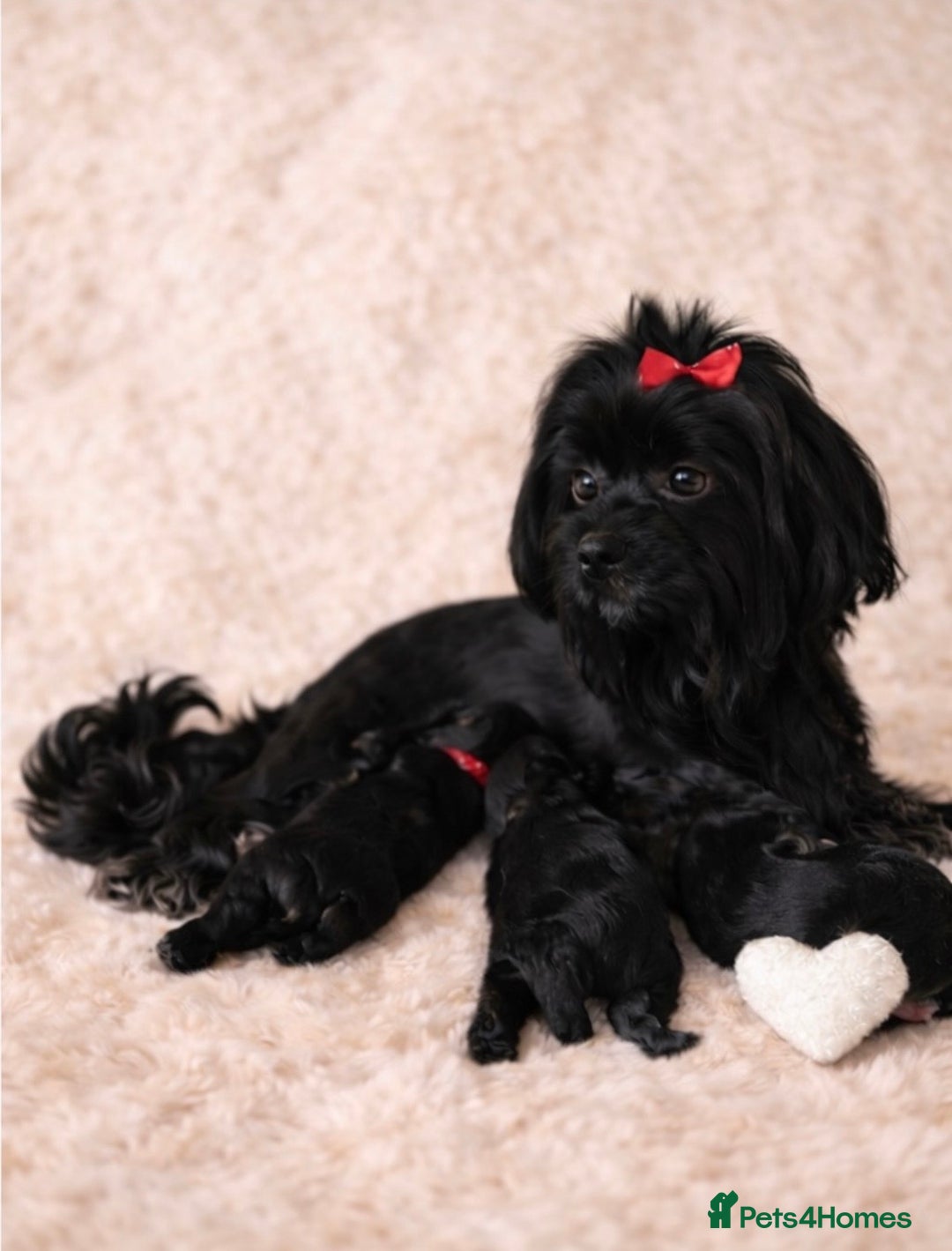 Yorkshire Terrier dogs for sale: ❀ Miniature Yorkshire Terriers – 4 Girls  ❀ - Advert 9