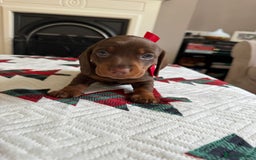 Miniature Dachshund dogs for sale: Miniature Dachshund puppies. Readying Soon! - Image 21