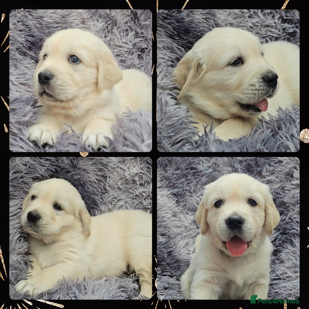Golden Retriever dogs for sale: 9 KC registered, from imported lines puppies  - Image 5