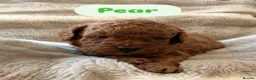 Cavapoo dogs for sale: 5 Deep Red Cavapoos - Advert 10