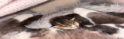 Mixed Breed cats for sale: Kittens  - Advert 3