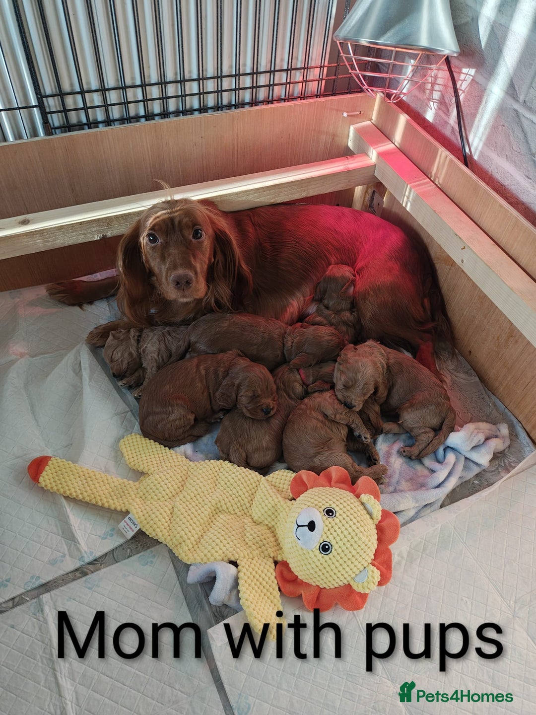 Cockapoo dogs for sale: Beautiful cockapoos puppies  - Advert 14