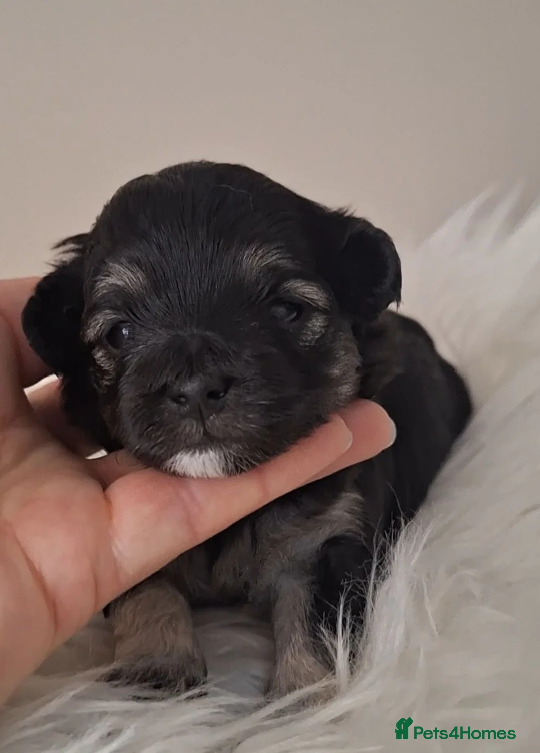 Maltipoo dogs for sale: 🐾🐾..BEAUTIFUL MALTIPOOS..🐾🐾 - Advert 2