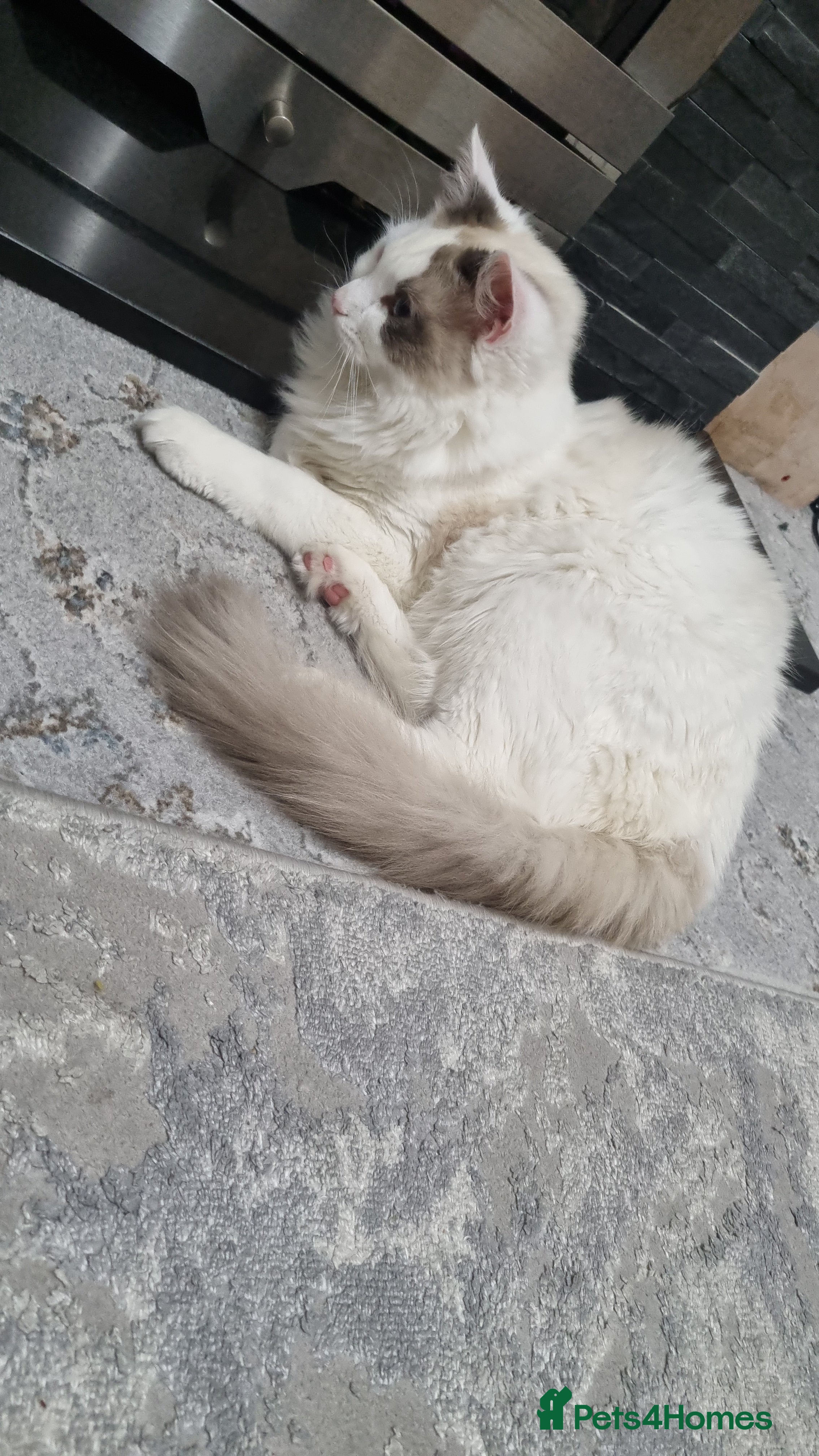 Ragdoll cats Boy kitten - Advert 1