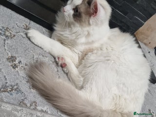 Ragdoll cats Boy kitten - Advert 1