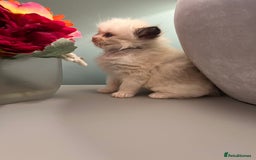 Ragdoll cats for sale: Chunky Quality EU Ragdoll babies - Image 13