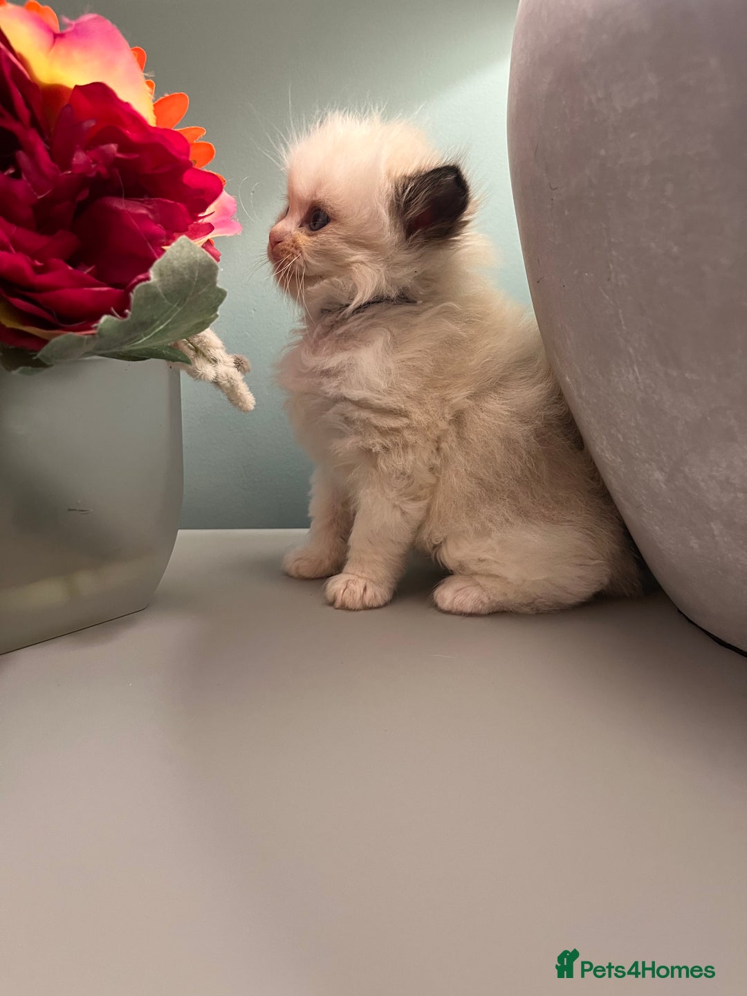 Ragdoll cats for sale: Chunky Quality EU Ragdoll babies - Image 13
