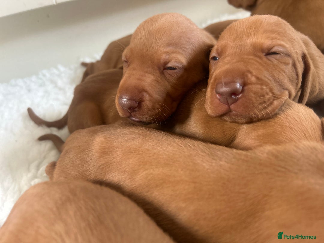 Hungarian Vizsla dogs for sale: Stunning puppies  - Image 2