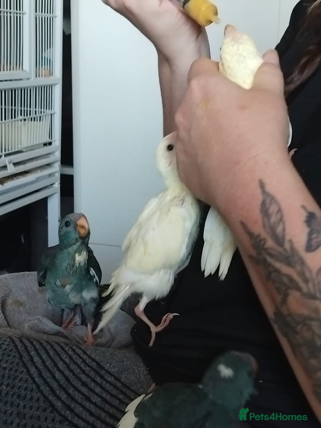 Parakeets birds for sale: Kakariki Last baby still hand feeding  - Image 3